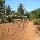 KOE_H__hnerfarm Kenia 5_jpg-1333139450