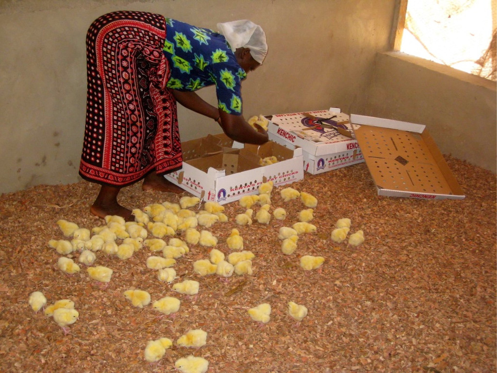 KOE_H__hnerfarm Kenia 20_jpg-1333139569