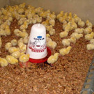 KOE_H__hnerfarm Kenia 21_jpg-1333139574