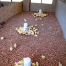 KOE_H__hnerfarm Kenia 23_jpg-1333139589