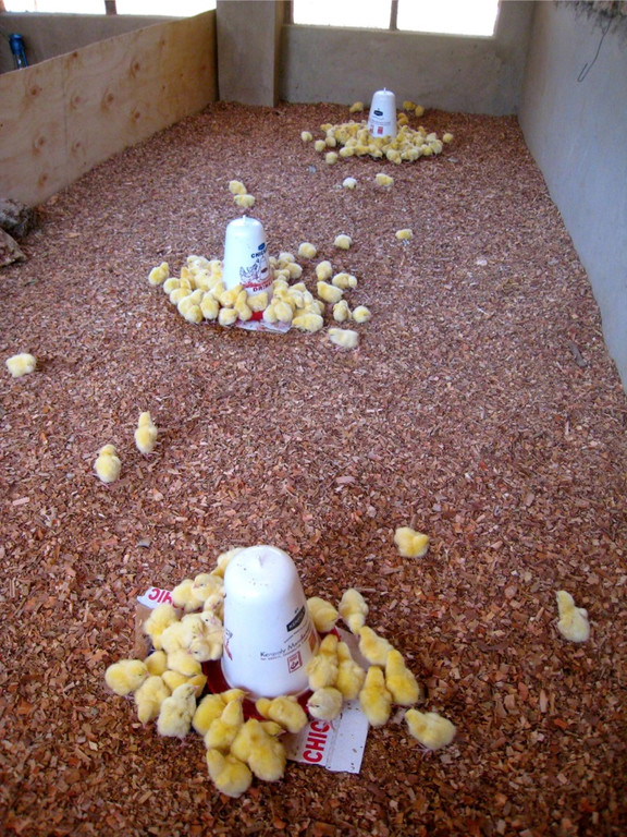 KOE_H__hnerfarm Kenia 23_jpg-1333139589