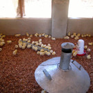 KOE_H__hnerfarm Kenia 25_jpg-1333139604