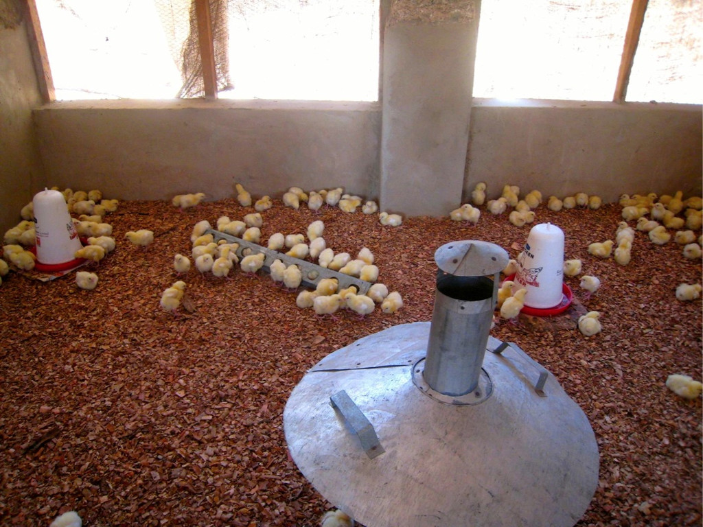 KOE_H__hnerfarm Kenia 25_jpg-1333139604