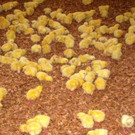 KOE_H__hnerfarm Kenia 27_jpg-1333139621