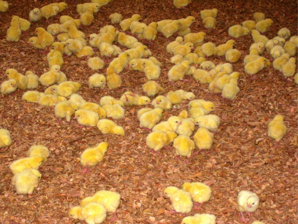 KOE_H__hnerfarm Kenia 27_jpg-1333139621