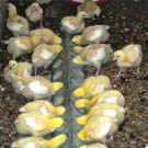 KOE_H__hnerfarm Kenia 28_jpg-1333139629