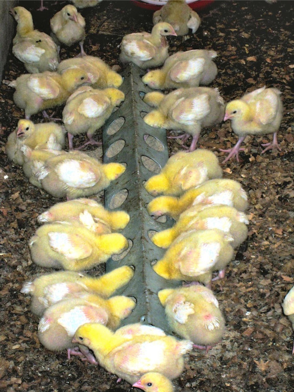 KOE_H__hnerfarm Kenia 28_jpg-1333139629