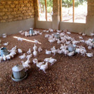 KOE_H__hnerfarm Kenia 29_jpg-1333139638