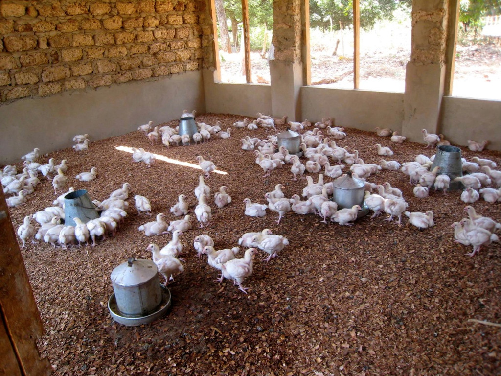 KOE_H__hnerfarm Kenia 29_jpg-1333139638