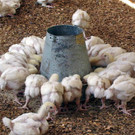 KOE_H__hnerfarm Kenia 30_jpg-1333139649