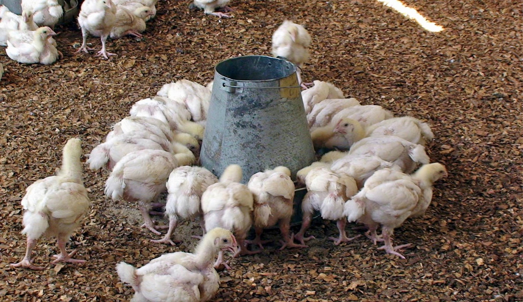 KOE_H__hnerfarm Kenia 30_jpg-1333139649