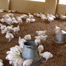 KOE_H__hnerfarm Kenia 31_jpg-1333139658