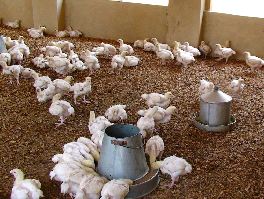 KOE_H__hnerfarm Kenia 31_jpg-1333139658