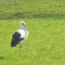 Storch in Bregenz