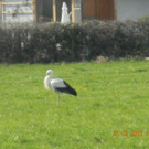 Storch in Bregenz 2012 _11_.jpg