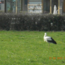 Storch in Bregenz 2012 _12_.jpg