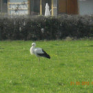 Storch in Bregenz 2012 _13_.jpg
