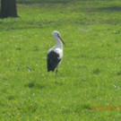 Storch in Bregenz 2012 _7_.jpg
