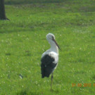 Storch in Bregenz 2012 _8_.jpg