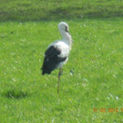Storch in Bregenz 2012 _9_.jpg