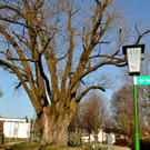 BaumNaturdenkmal01.JPG