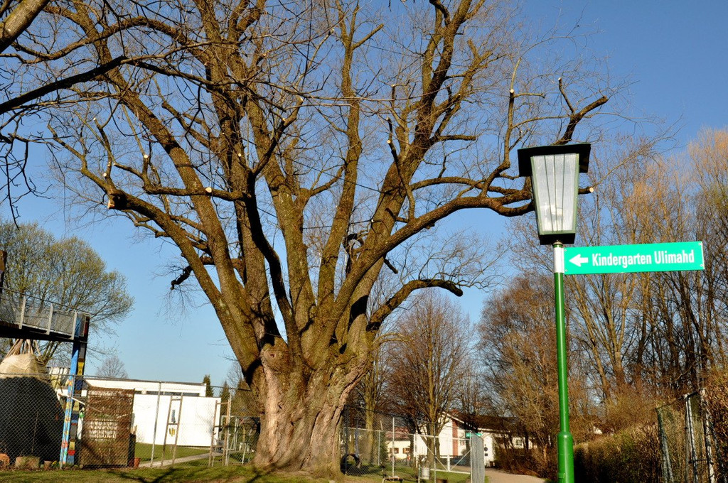 BaumNaturdenkmal01.JPG
