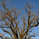 BaumNaturdenkmal02.JPG