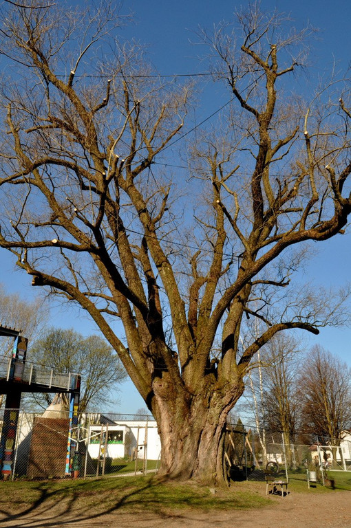 BaumNaturdenkmal02.JPG