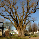 BaumNaturdenkmal03.JPG