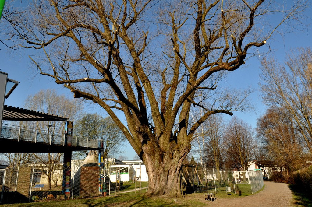 BaumNaturdenkmal03.JPG