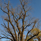 BaumNaturdenkmal04.JPG