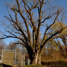 BaumNaturdenkmal05.JPG