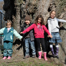 BaumNaturdenkmal07.JPG