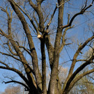 BaumNaturdenkmal09.JPG