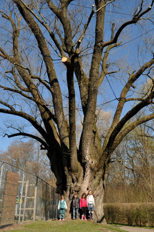 BaumNaturdenkmal09.JPG