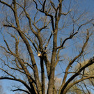 BaumNaturdenkmal10.JPG