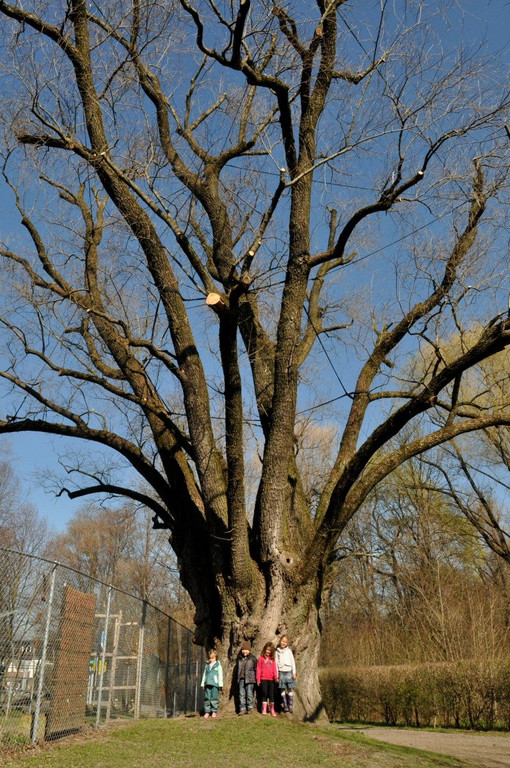 BaumNaturdenkmal10.JPG