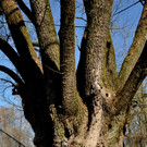 BaumNaturdenkmal11.JPG