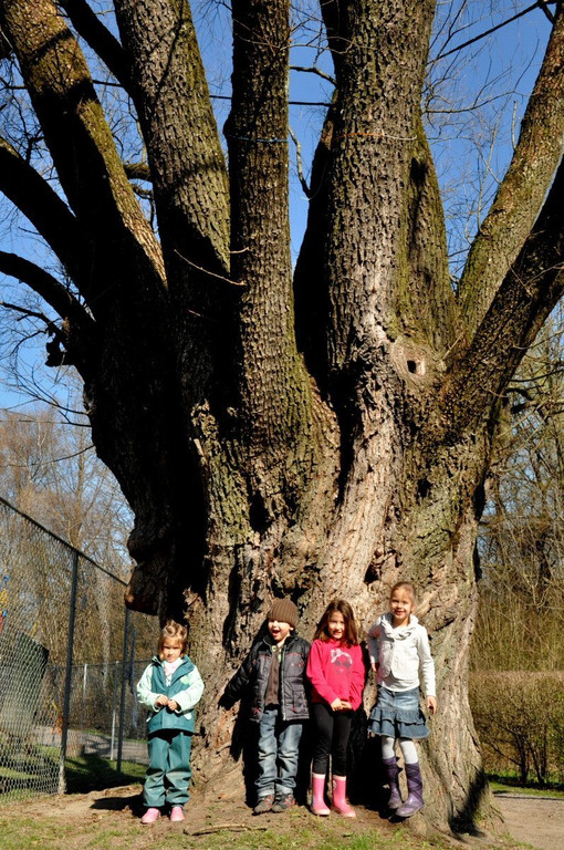 BaumNaturdenkmal11.JPG