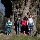 BaumNaturdenkmal12.JPG