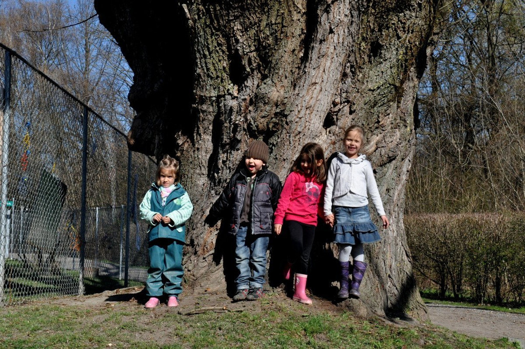 BaumNaturdenkmal12.JPG