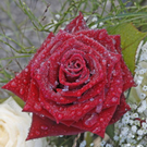_DSC02120003.JPG