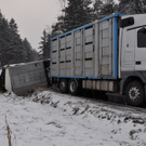 Schweine-Transporter kippte um 