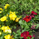 100_9920_jpg-1333492104