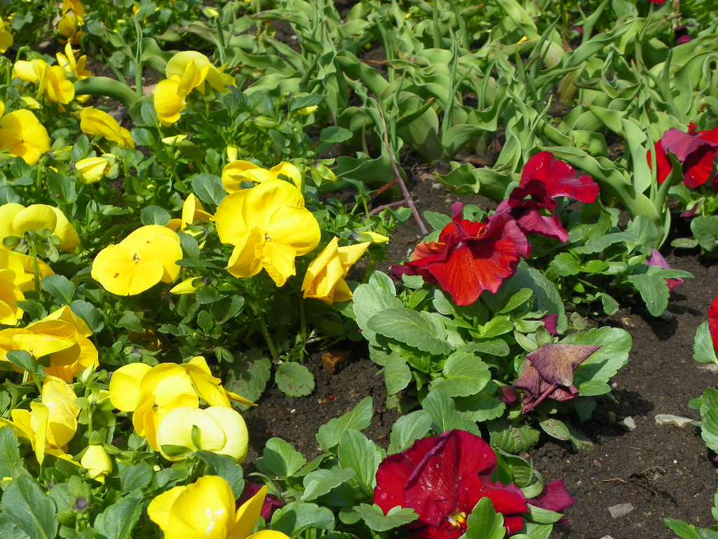 100_9920_jpg-1333492104