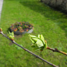 100_9925_jpg-1333492109