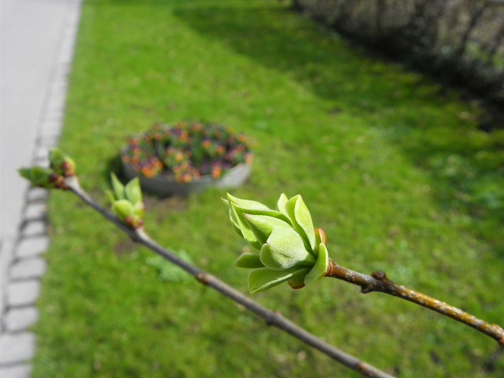 100_9925_jpg-1333492109