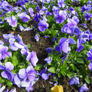 100_9915_jpg-1333492098