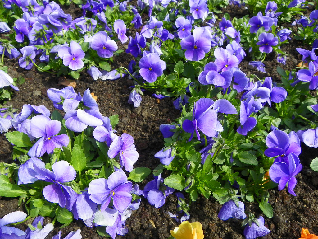 100_9915_jpg-1333492098