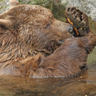 Bären erwachen im Zoo